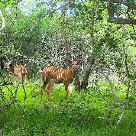 Hideaways Lazuli Bush Lodge, フルフルウェ エクステリア 写真