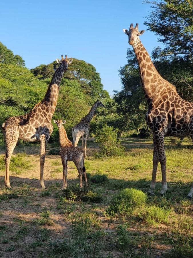 Hideaways Lazuli Bush Lodge, フルフルウェ エクステリア 写真