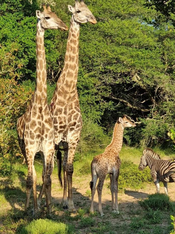 Hideaways Lazuli Bush Lodge, フルフルウェ エクステリア 写真